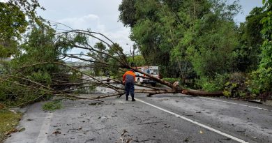 Queda de árvore interdita RJ-116 em Cachoeiras de Macacu Árvore RJ-116