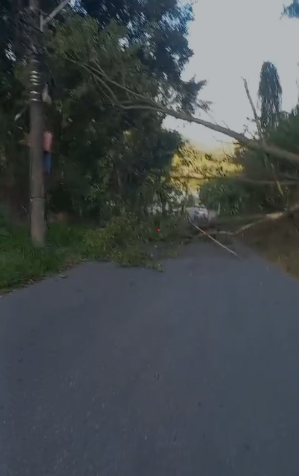 árvore caída sobre fiação