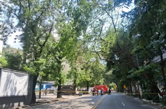 árvore rua das laranjeiras