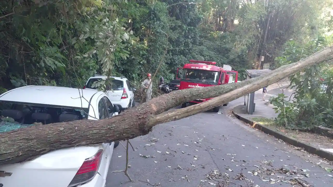 estrada das furnas árvore